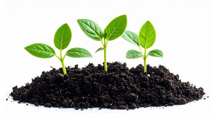 Naklejka premium Three green seedlings sprouting from dark soil on white background, symbolizing growth, sustainability, and new beginnings.