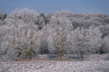 FROSTY WINETR - White hoarfrost on the tree and snow on the river valley