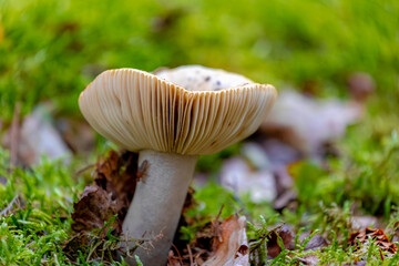Selective focus of wild mushroom in forest, Russula fungus growing in between green moss on the...
