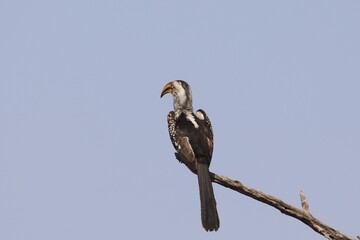 Southern Yellow-billed Hornbill perched on a branch in Kruger National Park, South Africa.