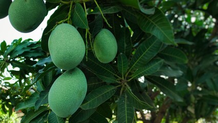 A mango tree with clusters of green mangoes, all unripe and firm, with smooth skin and a fresh, sharp aroma, waiting to ripen and develop their natural sweetness.