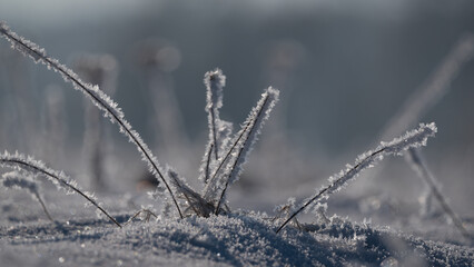 FROSTY WINETR - White hoarfrost on the plants and snow on the wild meadow
