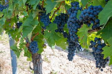 Large bunche of red wine grapes in summer vineyard.