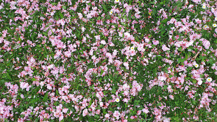 Spring green garden with pink fallen down flowers.
