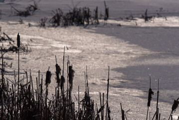 FROSTY WINETR - White hoarfrost on the reeds and snow on the frozen banks of the river 