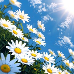 daisies against blue sky