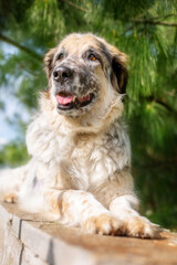 Obraz premium Big fluffy mixed breed dog lying down