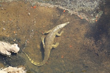 Nile Crocodile resting in shallow water, photographed in Kruger National Park, South Africa.