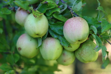 Green apples on a tree in an orchard
