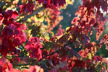 Red leaves on an acer or red maple tree