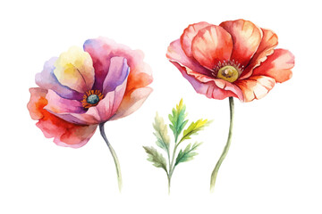 Watercolor Poppy Flowers Hand-Painted Illustration isolated on white background