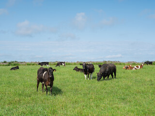 Cattle of varying colors roam and eat grass in a field in West Cork. A stone wall is in the...