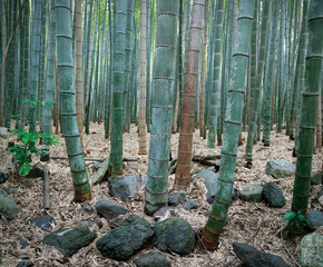 View of bamboo stick, in the middle of a bamboo forest  in Japan