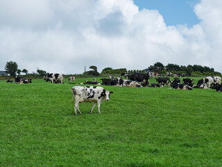 Fototapeta premium Cows graze and rest on a green hillside pasture in rural West Cork, Ireland on a sunny day.