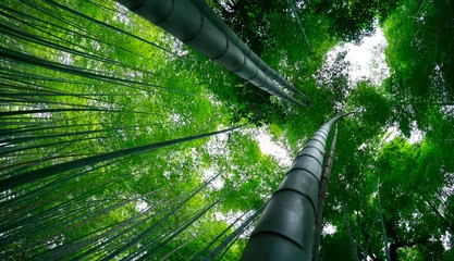 Fotobehang Groen Low angle view of bamboo stick  in the middle of a bamboo forest  in Japan  © MICHEL