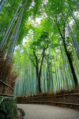 Path  in the middle of a bamboo forest  in Japan