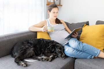 Beautiful happy pregnant woman  drinking coffee and reading on tablet while sitting on couch at home. Happy expectant mother sitting on a sofa with dog by her side.