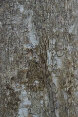 tree bark texture
