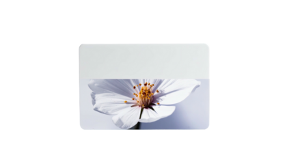 A vibrant white flower with a yellow center, divided by a gradient rectangle