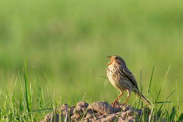 Bird Corn Bunting Emberiza calandra, meadow in summer time, Poland Europe