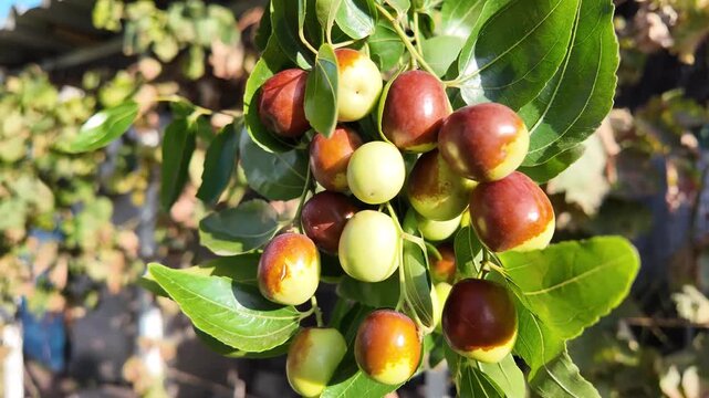 A hand holds jujube fruits on branches with glossy green leaves. The fruits range from green to reddish-brown, showing ripening stages. Ziziphus jujuba. Freshly picked jujube fruits.