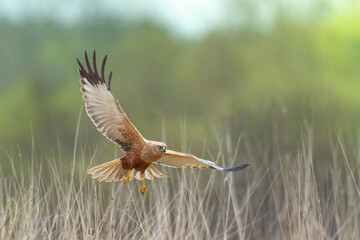 Birds of prey male Marsh harrier Circus aeruginosus, hunting time Poland Europe spring time April