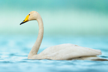 Bird Whooper Swan Cygnus cygnus in early morning light, Poland Europe
