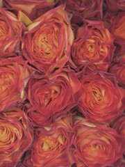 Vibrant Red Roses in Close-Up Beauty