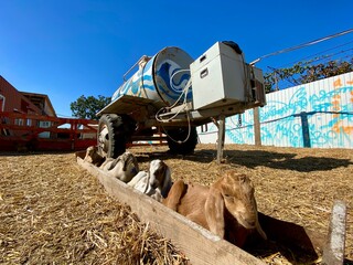 Adorable lamb among blue fence