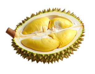Durian fruit half, showing yellow flesh