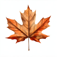 Detailed watercolor painting of a single autumn maple leaf