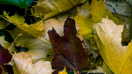 Autumn leaves and ivy on stacked firewood