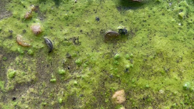 Small freshwater amphipods squirm thru green algae on sandy lakeshore