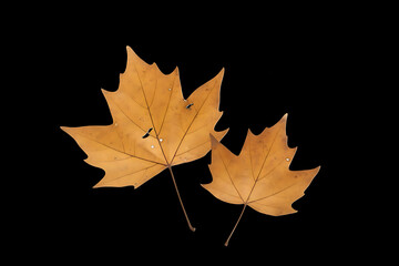 Two golden maple leaves isolated on a black background showing the veins and some tiny holes in the leaves