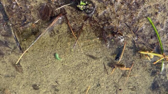 Tiny side swimming scud amphipods in shallow lake water near shore