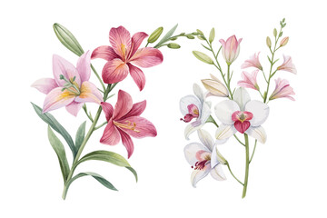 Watercolor Orchid and Lily Flower Set isolated on white background