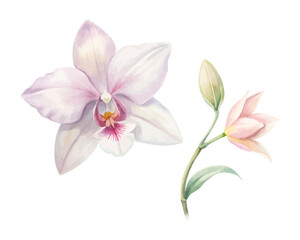 Watercolor Orchid and Lily Flower Set vector illustration 
