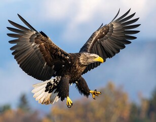 Obraz premium Majestic eagle in flight, about to land