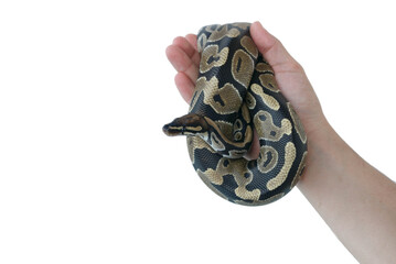 The image of the royal or ball python on the hand of man