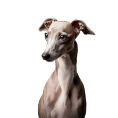 Elegant whippet dog portrait with distinctive features and a sleek physique isolated on transparent background