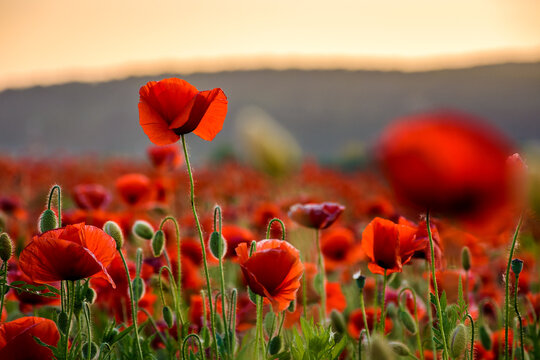 red poppies in the field. background image for remembrance or anzac day. beautiful countryside scenery with flowers at sunset. selective focus