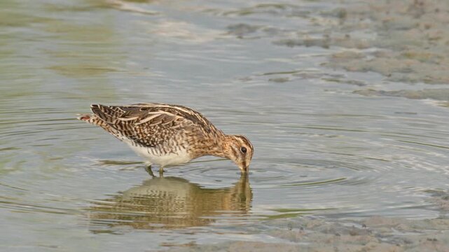 A common snipe is foraging at the river estuary