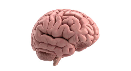 Isolated image of a healthy human brain anatomy showing convolutions, health and thinking