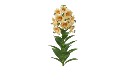 Isolated Cream Yellow Lily Plant with Green Leaves, Perfect for Springtime Décor
