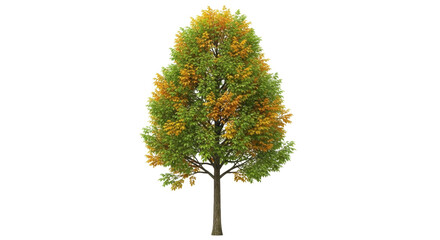 Isolated broadleaf tree in early autumn, with bright green and golden leaves, no background
