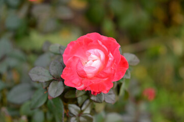 blooming pink roses in the garden