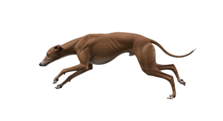 Isolated Running Italian Greyhound, Brown Dog on the Move, Dynamic Action, Animal Energy