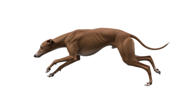 Isolated Running Italian Greyhound, Brown Dog on the Move, Dynamic Action, Animal Energy