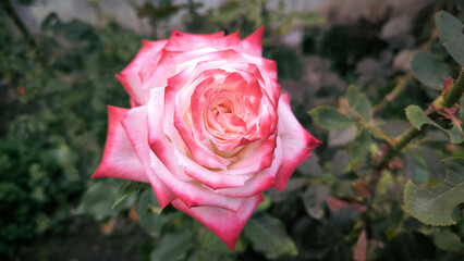 blooming white roses with pink border in the garden, close up