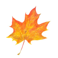 Hand drawn illustration with autumn leaf for graphic design. Hand drawn colored pencil illustration on white background.